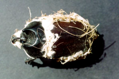 coconut rhinoceros beetle control